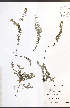  ( - TAH299)  @11 [ ] CreativeCommons - Attribution  Unspecified Centre for Biodiversity Genomics