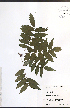  ( - TAH307)  @11 [ ] CreativeCommons - Attribution  Unspecified Centre for Biodiversity Genomics