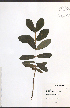 (Lonicera villosa - TAH341)  @11 [ ] CreativeCommons - Attribution  Unspecified Centre for Biodiversity Genomics