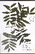  ( - TAH343)  @11 [ ] CreativeCommons - Attribution  Unspecified Centre for Biodiversity Genomics