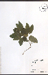  ( - TAH352)  @11 [ ] CreativeCommons - Attribution  Unspecified Centre for Biodiversity Genomics