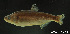 (Brycon opalinus - LBPV-29017)  @13 [ ] Unspecified (default): All Rights Reserved  Unspecified Unspecified