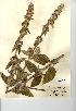  (Stachys germanica - NMW7695)  @11 [ ] CreativeCommons - Attribution (2012) National Museum Wales National Museum Wales