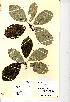  (Sorbus rupicoloides - NMW8174)  @11 [ ] CreativeCommons - Attribution (2012) National Museum Wales National Museum Wales