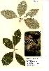  (Sorbus wilmottiana - NMW8196)  @11 [ ] CreativeCommons - Attribution (2012) National Museum Wales National Museum Wales