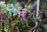  ( - RBGE52)  @11 [ ] CreativeCommons - Attribution (2012) Royal Botanic Garden Edinburgh Royal Botanic Garden Edinburgh