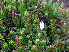  ( - RBGE54)  @11 [ ] CreativeCommons - Attribution (2012) Royal Botanic Garden Edinburgh Royal Botanic Garden Edinburgh