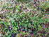  ( - RBGE55)  @11 [ ] CreativeCommons - Attribution (2012) Royal Botanic Garden Edinburgh Royal Botanic Garden Edinburgh