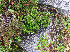  ( - RBGE56)  @11 [ ] CreativeCommons - Attribution (2012) Royal Botanic Garden Edinburgh Royal Botanic Garden Edinburgh