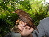  (Turdus lherminieri - ANT008-EP)  @11 [ ] Unspecified (default): All Rights Reserved  No Rights Reserved Unspecified