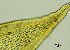  ( - REU029728)  @11 [ ] CC-BY-NC-SA (2024) Unspecified PVBMT Research Unit, University of Reunion, CIRAD