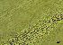  ( - REU029728)  @11 [ ] CC-BY-NC-SA (2024) Unspecified PVBMT Research Unit, University of Reunion, CIRAD