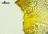  ( - REU029728)  @11 [ ] CC-BY-NC-SA (2024) Unspecified PVBMT Research Unit, University of Reunion, CIRAD