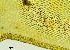  ( - REU029728)  @11 [ ] CC-BY-NC-SA (2024) Unspecified PVBMT Research Unit, University of Reunion, CIRAD