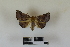  ( - RKIT00042_0103)  @11 [ ] cc-by-nc-sa (2024) Gauche Mirana PVBMT Research Unit, University of Reunion, CIRAD