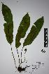  ( - REU031574)  @11 [ ] cc-by-nc-sa (2024) Gauche Mirana PVBMT Research Unit, University of Reunion, CIRAD