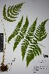  (Dryopteris bernieri - REU031582)  @11 [ ] cc-by-nc-sa (2024) Gauche Mirana PVBMT Research Unit, University of Reunion, CIRAD