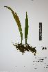  (Elaphoglossum hybridum - REU031593)  @11 [ ] cc-by-nc-sa (2024) Gauche Mirana PVBMT Research Unit, University of Reunion, CIRAD