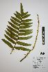  (Blechnum marginatum - REU031660)  @11 [ ] cc-by-nc-sa (2024) Gauche Mirana PVBMT Research Unit, University of Reunion, CIRAD