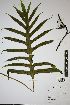  ( - REU031698)  @11 [ ] cc-by-nc-sa (2024) Gauche Mirana PVBMT Research Unit, University of Reunion, CIRAD