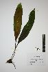  (Elaphoglossum macropodium - REU031783)  @11 [ ] cc-by-nc-sa (2024) Gauche Mirana PVBMT Research Unit, University of Reunion, CIRAD