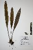  (Elaphoglossum lepervanchii - REU031793)  @11 [ ] cc-by-nc-sa (2024) Gauche Mirana PVBMT Research Unit, University of Reunion, CIRAD
