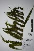  (Sphaerostephanos elatus - REU031798)  @11 [ ] cc-by-nc-sa (2024) Gauche Mirana PVBMT Research Unit, University of Reunion, CIRAD