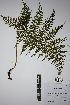  (Athyrium scandicinum - REU031813)  @11 [ ] cc-by-nc-sa (2024) Gauche Mirana PVBMT Research Unit, University of Reunion, CIRAD