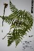  (Dryopteris aquilinoides - REU031814)  @11 [ ] cc-by-nc-sa (2024) Gauche Mirana PVBMT Research Unit, University of Reunion, CIRAD