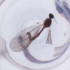  ( - MOZZ00000910A_A5)  @11 [ ] by  Genome Research Ltd as Wellcome Sanger Institute Genome Research Limited operating as Wellcome Sanger Institute