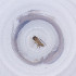  ( - MOZZ00000916A_E1)  @11 [ ] by  Genome Research Ltd as Wellcome Sanger Institute Genome Research Limited operating as Wellcome Sanger Institute