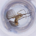  ( - MOZZ00000918A_B1)  @11 [ ] by  Genome Research Ltd as Wellcome Sanger Institute Genome Research Limited operating as Wellcome Sanger Institute