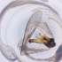  ( - MOZZ00000918A_H6)  @11 [ ] by  Genome Research Ltd as Wellcome Sanger Institute Genome Research Limited operating as Wellcome Sanger Institute