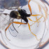  ( - MOZZ00000920A_C2)  @11 [ ] by  Genome Research Ltd as Wellcome Sanger Institute Genome Research Limited operating as Wellcome Sanger Institute