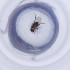  ( - MOZZ00000921A_A2)  @11 [ ] by  Genome Research Ltd as Wellcome Sanger Institute Genome Research Limited operating as Wellcome Sanger Institute