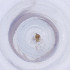  ( - MOZZ00000922A_H1)  @11 [ ] by  Genome Research Ltd as Wellcome Sanger Institute Genome Research Limited operating as Wellcome Sanger Institute