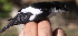  (Ficedula speculigera - JMP328-EP)  @14 [ ] Unspecified (default): All Rights Reserved  No Rights Reserved Unspecified