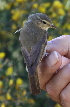  (Phylloscopus ibericus - JMP337-EP)  @11 [ ] Unspecified (default): All Rights Reserved  No Rights Reserved Unspecified