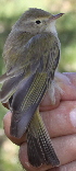  (Phylloscopus bonelli - JMP344-EP)  @11 [ ] Unspecified (default): All Rights Reserved  No Rights Reserved Unspecified