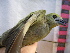  (Thraupis palmarum - GUY0007-EP)  @13 [ ] Unspecified (default): All Rights Reserved  No Rights Reserved Unspecified