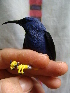  (Cyanerpes caeruleus - GUY0047-EP)  @11 [ ] Unspecified (default): All Rights Reserved  No Rights Reserved Unspecified