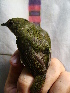  ( - GUY0069-EP)  @11 [ ] Unspecified (default): All Rights Reserved  No Rights Reserved Unspecified