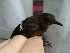  (Microcerculus bambla - GUY0070-EP)  @11 [ ] Unspecified (default): All Rights Reserved  No Rights Reserved Unspecified