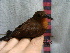  ( - GUY0105-EP)  @11 [ ] Unspecified (default): All Rights Reserved  No Rights Reserved Unspecified