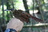  ( - GUY0303-EP)  @11 [ ] Unspecified (default): All Rights Reserved  No Rights Reserved Unspecified