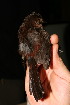  ( - GUY0310-EP)  @14 [ ] Unspecified (default): All Rights Reserved  No Rights Reserved Unspecified
