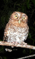  (Megascops guatemalae - GUY0562-EP)  @11 [ ] Unspecified (default): All Rights Reserved  No Rights Reserved Unspecified