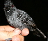  (Percnostola - GUY0744-EP)  @14 [ ] Unspecified (default): All Rights Reserved  No Rights Reserved Unspecified