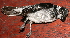  ( - GUY0754-EP)  @13 [ ] Unspecified (default): All Rights Reserved  No Rights Reserved Unspecified