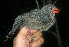  (Saltator grossus - GUY0766-EP)  @14 [ ] Unspecified (default): All Rights Reserved  No Rights Reserved Unspecified